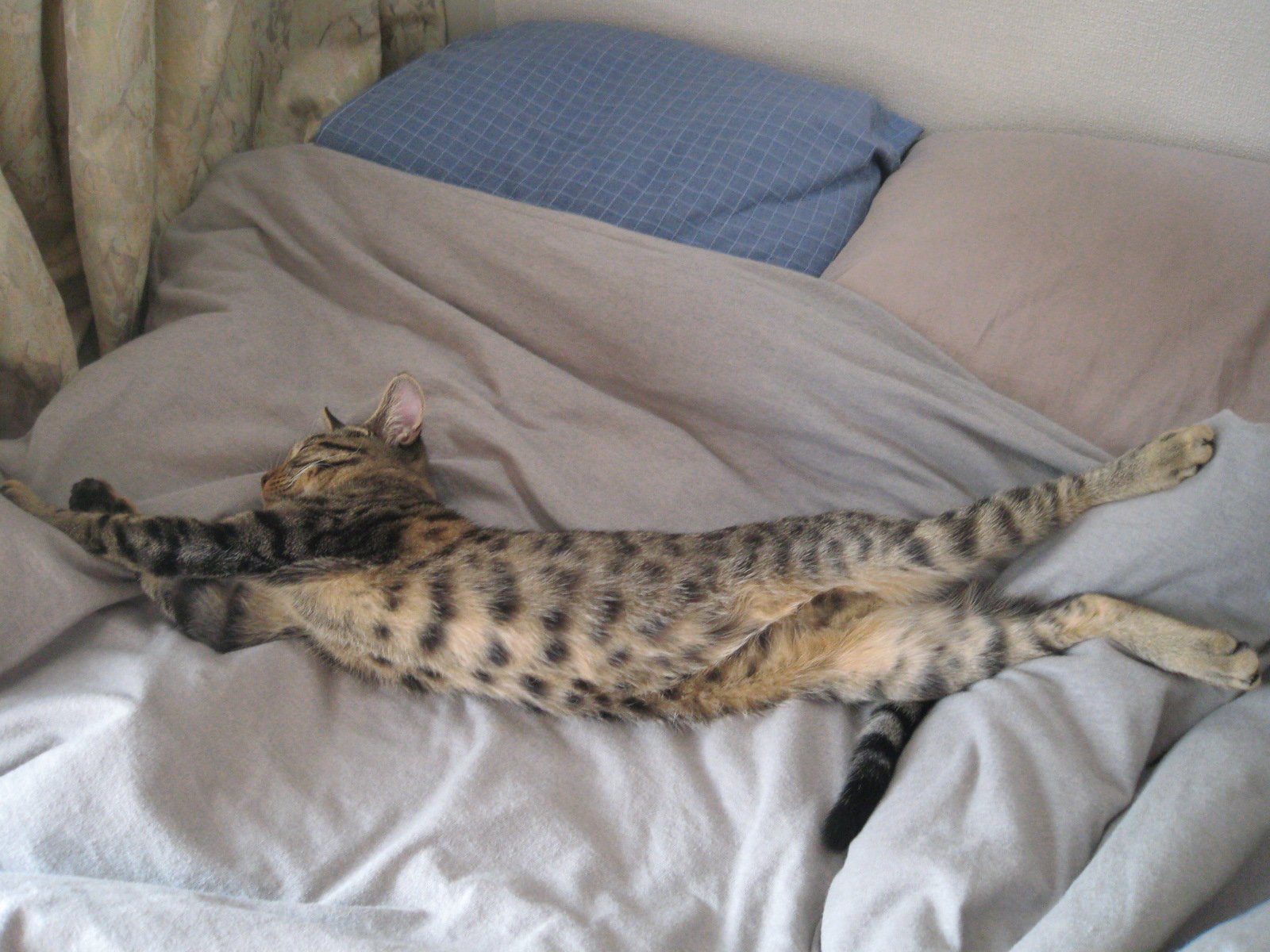 Бенгальская кошка на кровати